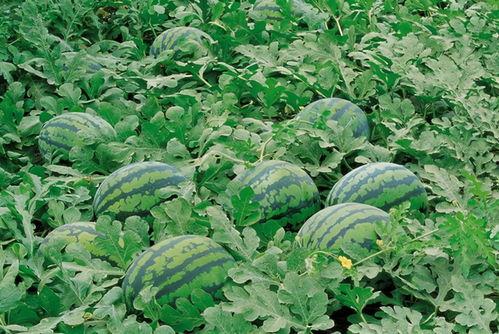 吃瓜网heiliaosu入口,带你领略热门话题背后的真相