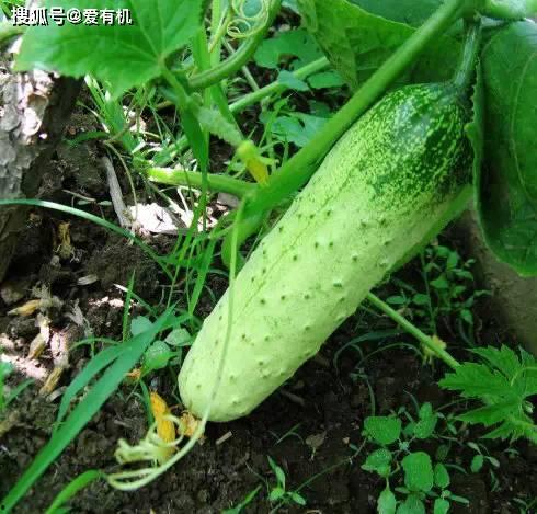 刺瓜直接吃,独特口感与营养价值的完美结合