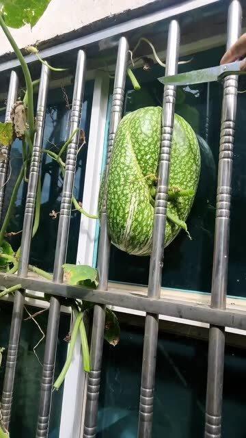 小孩在窗户吃瓜