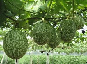 陈说美食吃吊瓜,探寻吊瓜的独特风味