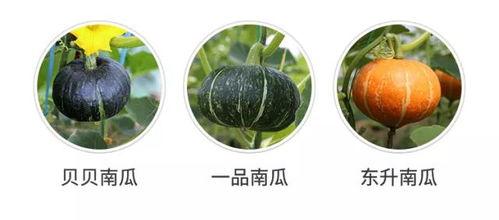 米虫吃瓜,米虫的瓜田奇遇记