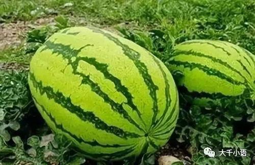 吃瓜郭昱麟西瓜