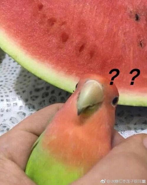 沙雕吃瓜事件,揭秘网络狂欢背后的真相