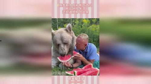 新瓜被熊吃,一场意外的森林奇遇