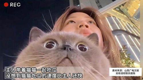 吃瓜带猫,揭秘猫咪的“美食”世界