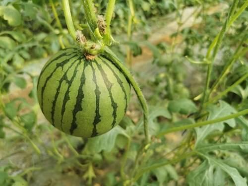 红瓜咋吃,解锁美味新体验