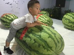 王者吃瓜事件图片,揭秘游戏圈内的惊人内幕