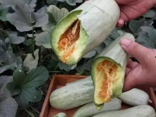 甜皮瓜怎么吃,解锁美味新体验