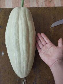 叶子解说吃大瓜,揭秘吃大瓜的趣味与营养