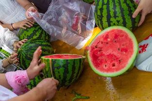 正宗的吃瓜视频,一场视觉与味蕾的双重盛宴