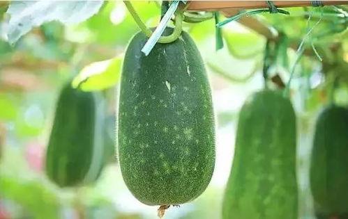 吃的瓜有些什么瓜,盘点那些令人垂涎欲滴的“瓜”