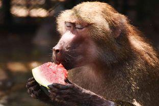 虎牙狮子汪吃瓜,揭秘网络红人的吃瓜日常