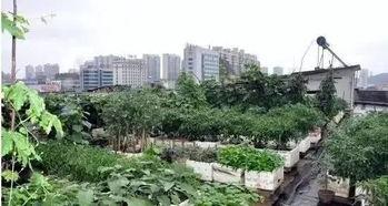 寿光小区楼顶吃瓜,寿光小区夏日风情浓