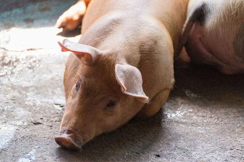 洋瓜牛吃不吃,探究其喜食与忌食之谜