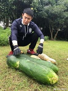 吃瓜到地上了,一场从吃瓜到种瓜的奇妙之旅