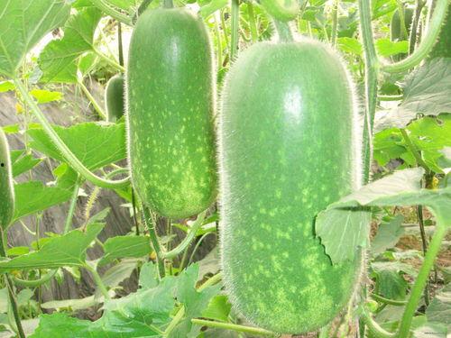 勇气大爆发吃瓜,吃瓜群众的逆袭传奇