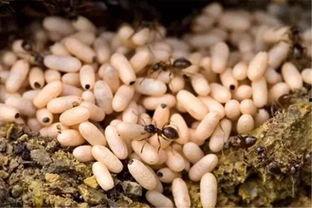 黄蚂蚁吃紫瓜,自然界的奇妙共生现象