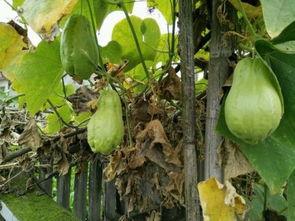 瓜耳胶怎么吃,瓜耳胶的食用方法与营养益处解析