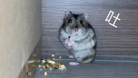 亚子吃瓜,揭秘娱乐圈幕后故事