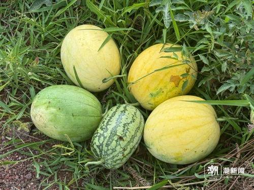 宇宙最全吃瓜,揭秘星系间的秘密与奇闻