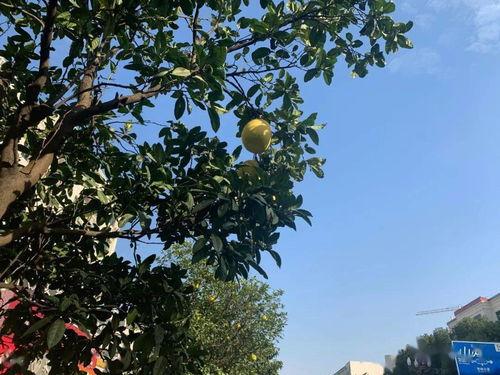 庐山市水果吃瓜,水果乐园里的甜蜜之旅