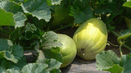 桐乡石门最新吃瓜,揭秘最新“吃瓜”事件背后的真相