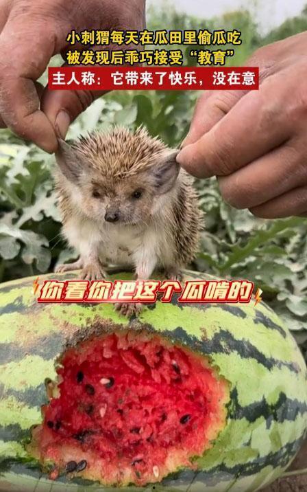 动物吃瓜被抓,动物偷吃瓜被捉引发的趣味事件
