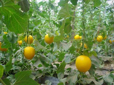 梦见吃瓜甜瓜,揭秘吃瓜甜瓜的梦境寓意