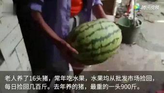 吃瓜视频怎么吃,轻松吃瓜，畅享娱乐