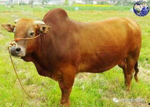 皇家斗牛瓜怎么吃最好