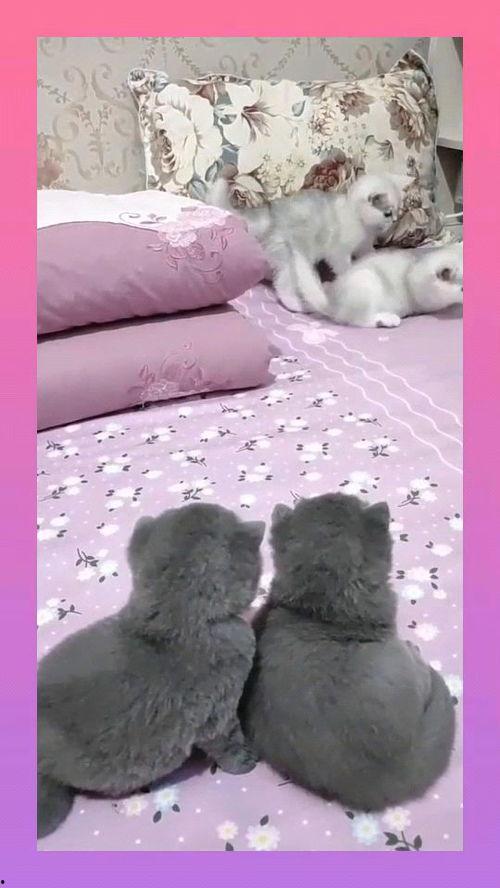 吃瓜蓝胖子,吃瓜蓝胖子的趣味生活揭秘