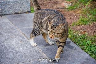 猫猫打架停车吃瓜,停车现场，围观群众吃瓜不停