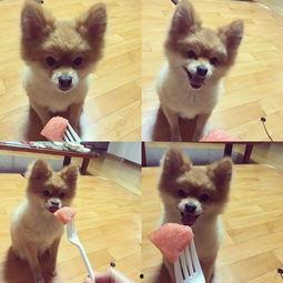 汪星人吃瓜,揭秘狗狗的“美食”世界