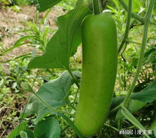 瓠子瓜炖着吃,家常美味，营养滋补的佳肴体验