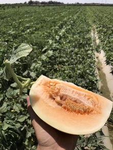 绿洲哪里吃瓜,探寻最佳吃瓜胜地