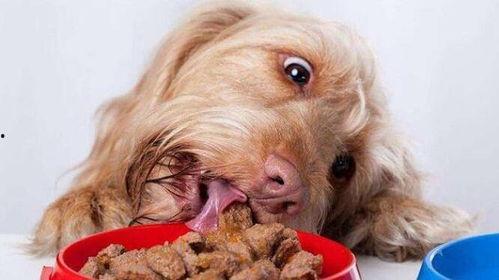 逗狗吃瓜视频,揭秘宠物界的欢乐日常