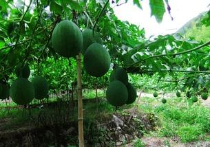 吊瓜可以过夜吃不,美味不隔夜