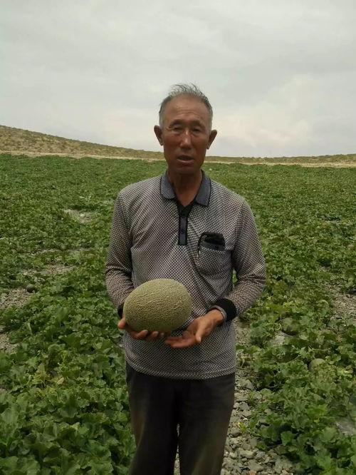 香山吃瓜,一场别开生面的吃瓜盛宴